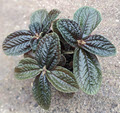 3" Pilea Depressa Chocolate